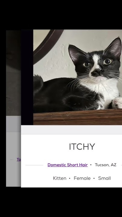 silly-cat-names-on-petfinder-part-5-cats-catlover-youtube