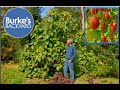 How To Grow Tamarillo Tamarillo Recipes Tree Tomato