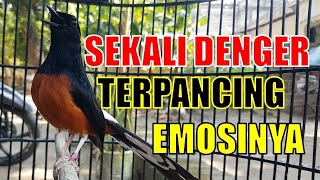 PANCINGAN MURAI BATU GACOR BONGKAR MATERI ,  NAIKKAN EMOSI MURAI BATU MALAS BUNYI AGAR GACOR