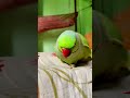 talking parrot 🦜🦜 mithu 🦜🦜 #parrot #talkingparot #nonstoptalkingparrot