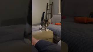 Always Jumping On Dads Lap