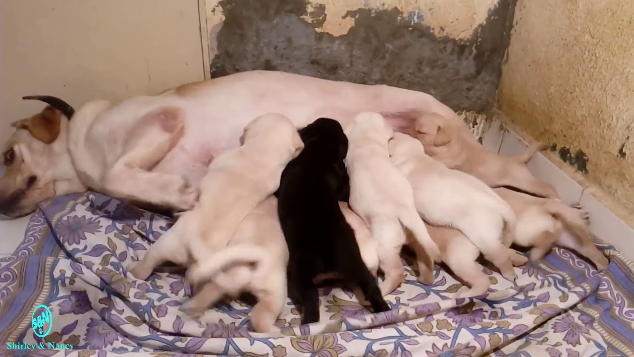 Labrador puppies day 16