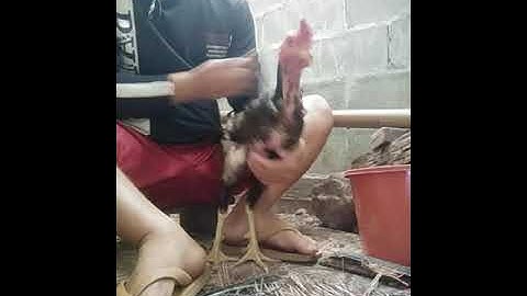 qhia ntxuav qaib sib ncaws