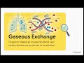 Class 10 Biology Chapter 2 | Respiration &amp; Gaseous Exchange