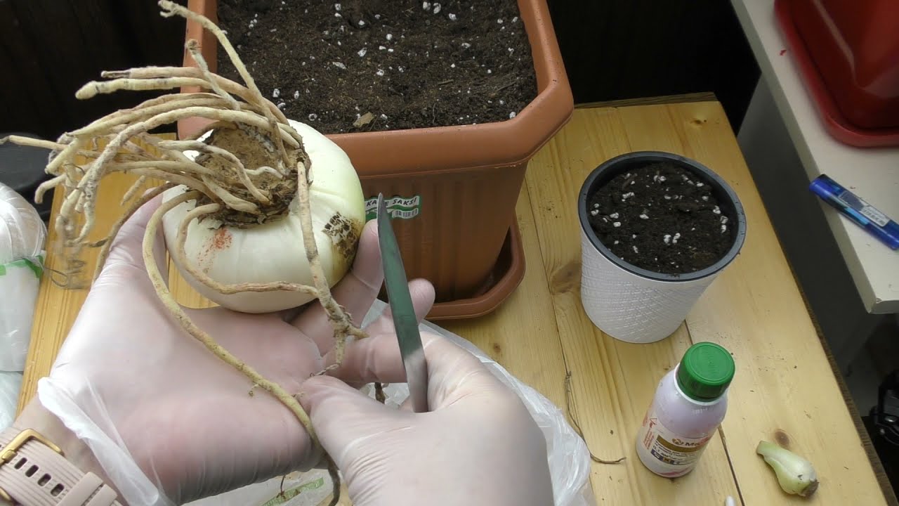 Посадка магазинных луковиц - красный гиппеаструм