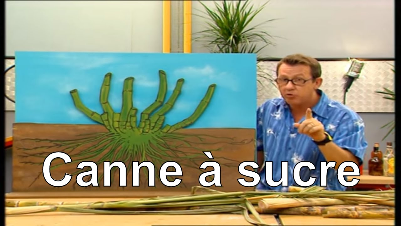 Comment Pousse Le Riz C'est Pas Sorcier Comment pousse la canne à sucre ? - C'est pas sorcier - YouTube
