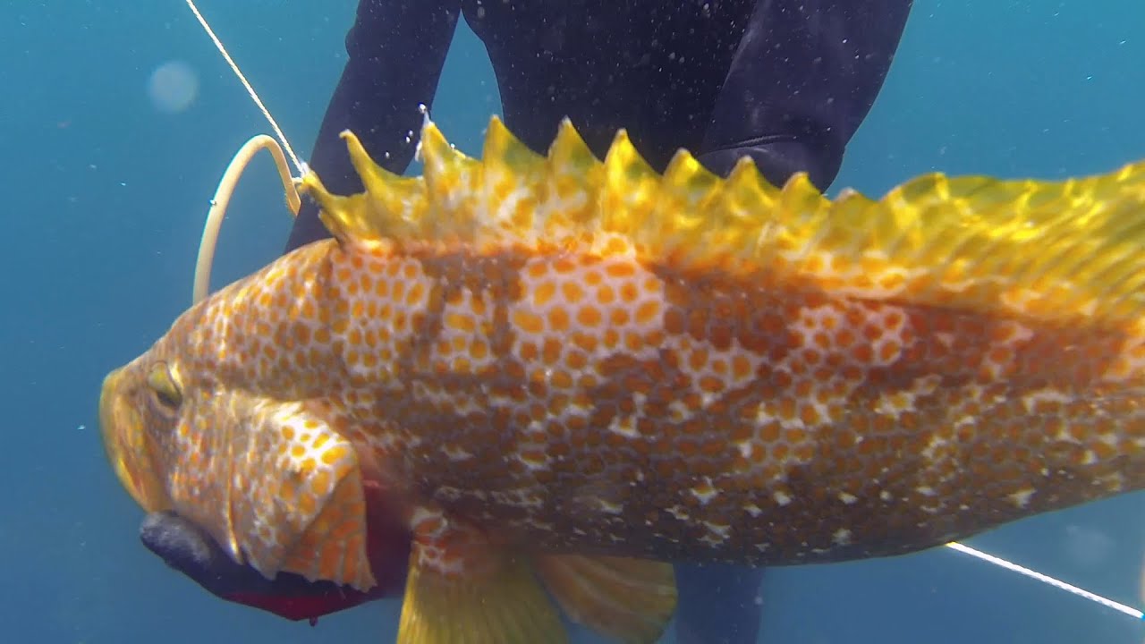 素潜りでキジハタ48cmを獲る 魚突き Spearfishing Youtube 素潜りでキジハタ48cmを獲る 魚突き Spearfishing Youtube
