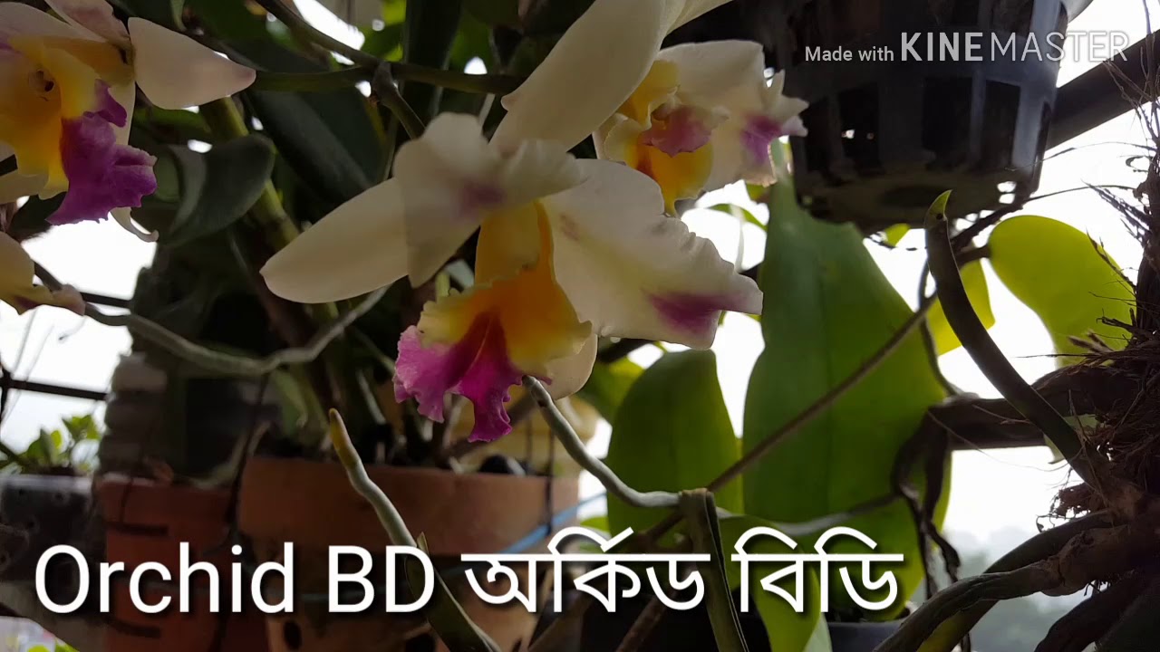 Orchid BD  অর্কিড বিডি