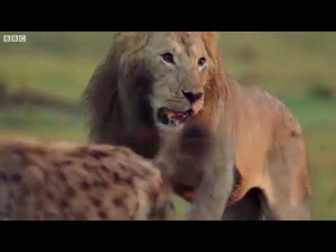 Lion Attacked by Pack of Hyenas