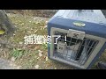 野良猫捕まえに公園に②