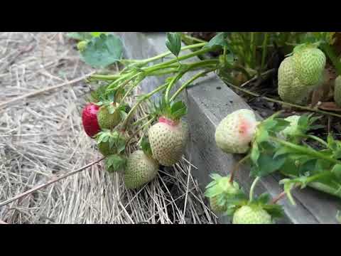 IMPORTANT FEEDING OF STRAWBERRIES IN MAY!