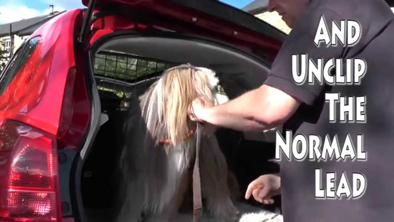 dog car boot restraint - YouTube