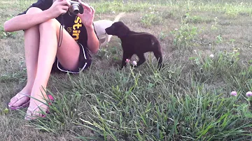 Funny: Puppy Pulls Girl's Hair
