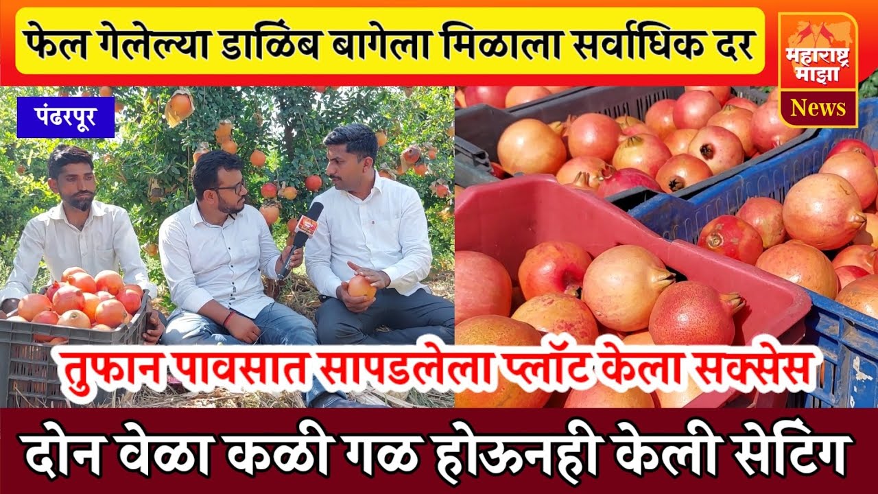 फेल गेलेली डाळिंब बाग केली सक्सेस | बाजारात मिळतोय सर्वाधिक दर | पावसामुळे झाली होती दोनदा कळीगळ