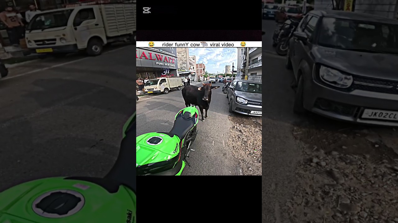 #rider OMG! Wild Cow 🐂 Ambushed My Zx10r 😅 Zx10r Rider Confronts Furious Cow!#shorts #motovlog#rider
