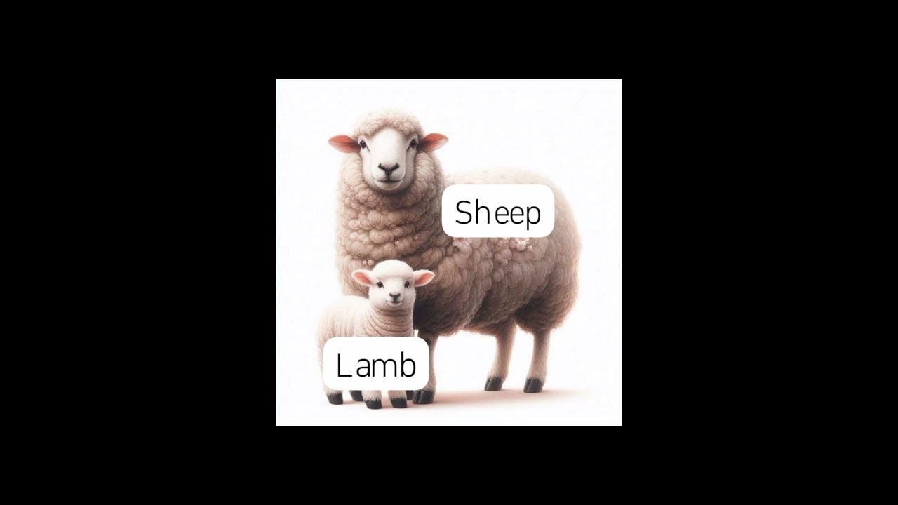 read and learn baby of animal 