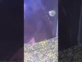 Pez guppy embarazada pariendo pecesitos 