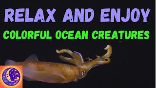 Incredible Ocean Creatures Cephalopods for Relax and Enjoy