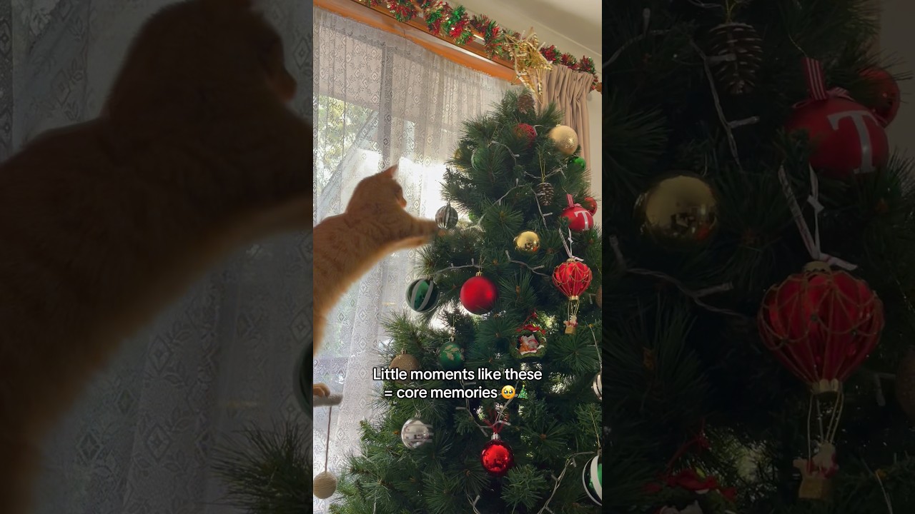 Christmas Eve with a Cheeky Cat in the Tree = The Best Christmas Memories 🐾🎄🥹 