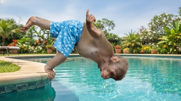 Monkey Bon & Moon Fill the Pool – Let the Splash Party Begin! 💦