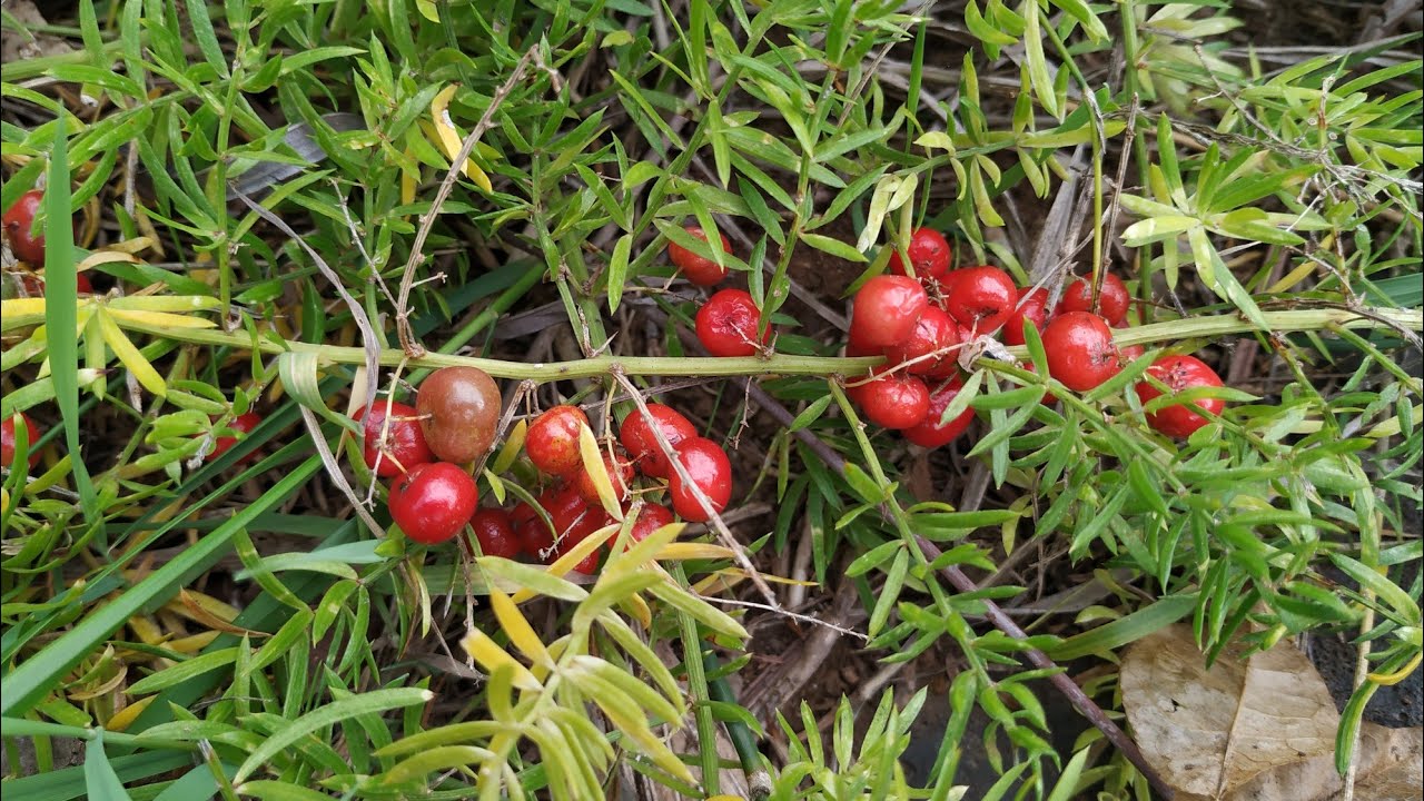 Tasting Asparagus fern fruits and bulbs (Asparagus setaceus