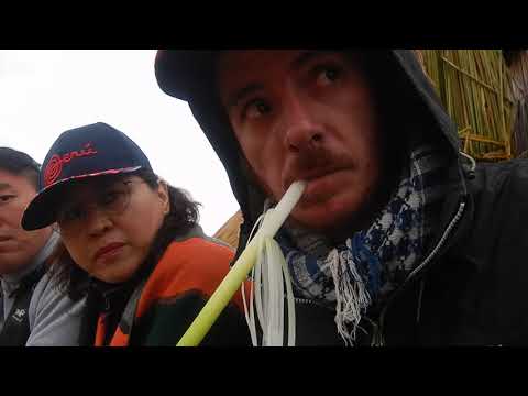 Eating the reed of the floating islands of Lake Titicaca
