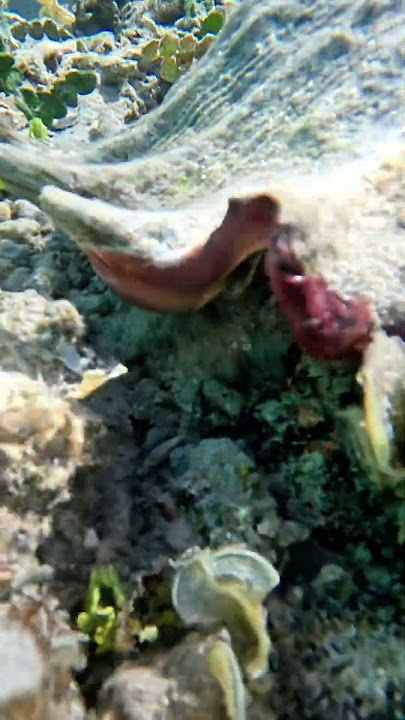 The reef is watching you 👁️🌊#aquaticpoesy #shell
