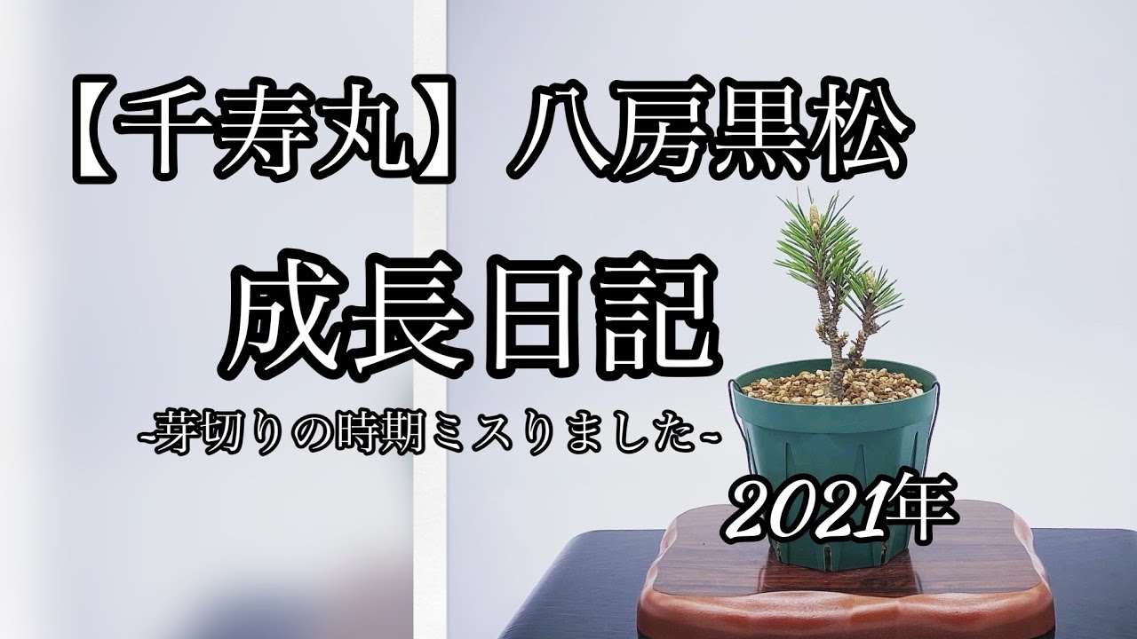 千寿丸(八房黒松)】2021年の成長日記 [Senjumaru (Hachifusa Kuromatsu 