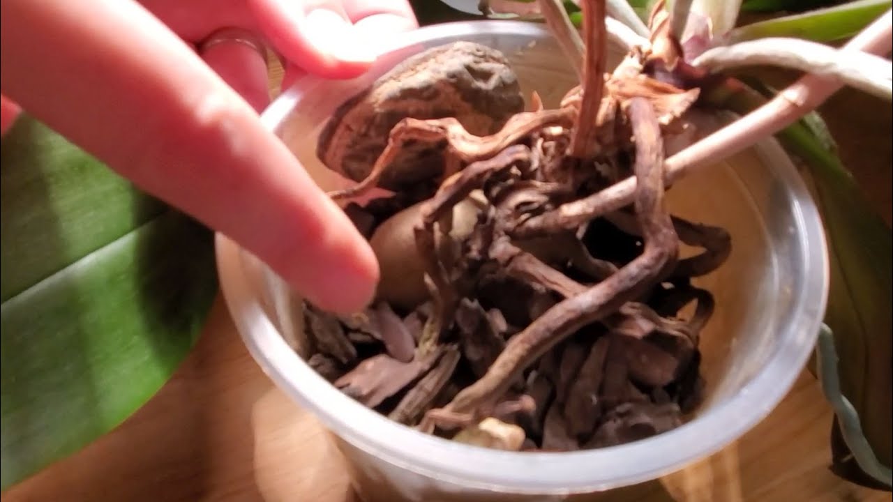 INTERESANTE - Orquídeas Sin Agua Por Dos Meses