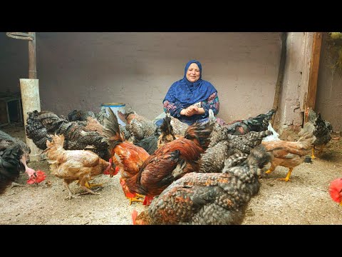 قعدتي ع السطوح ترد الروح وتربية الفراخ البلدي الهجين والفراخ الفيومي