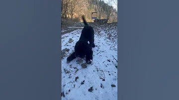 Poodle Playing With Snow 