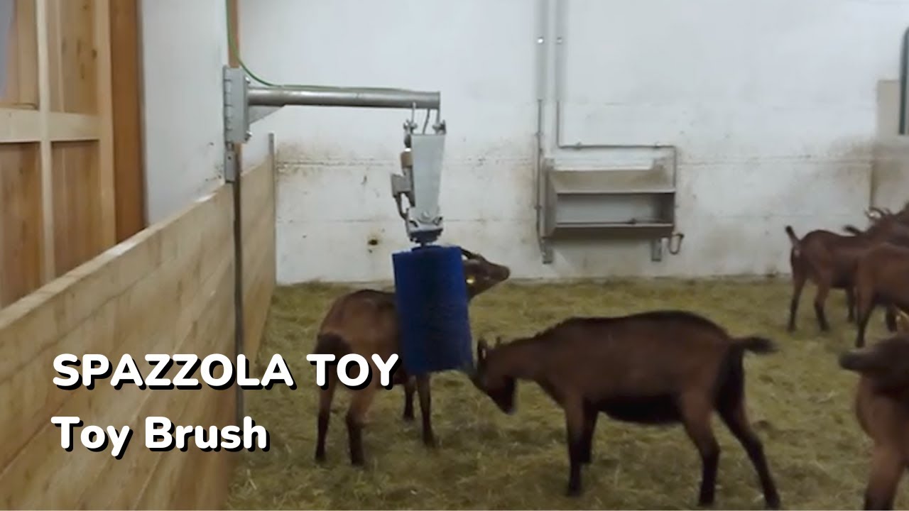 TOY BRUSH (Spazzola Toy)