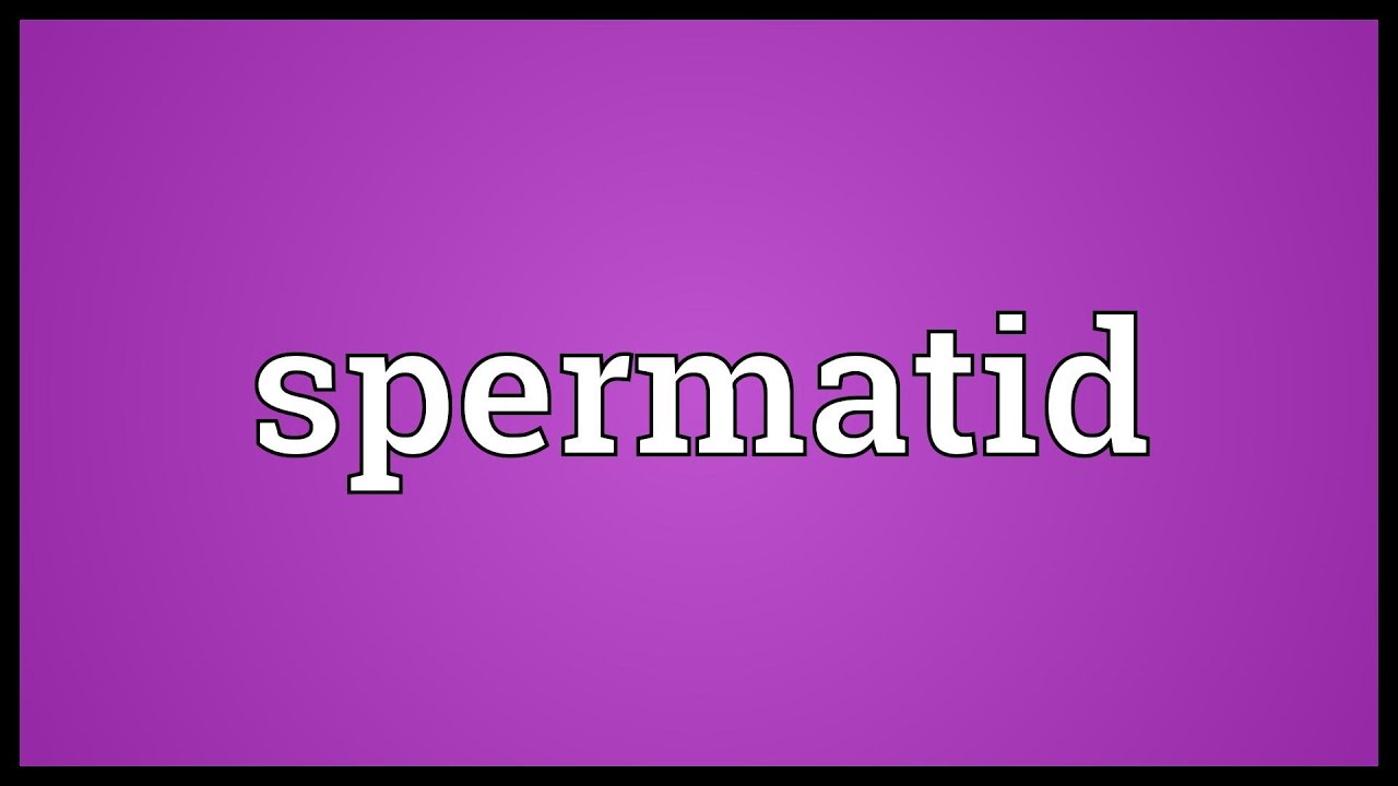 Spermatid Meaning
