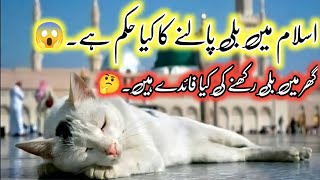 What does Islam say about the most popular pet cats ? | Hadis Regarding Cats | billi palne ke fayde