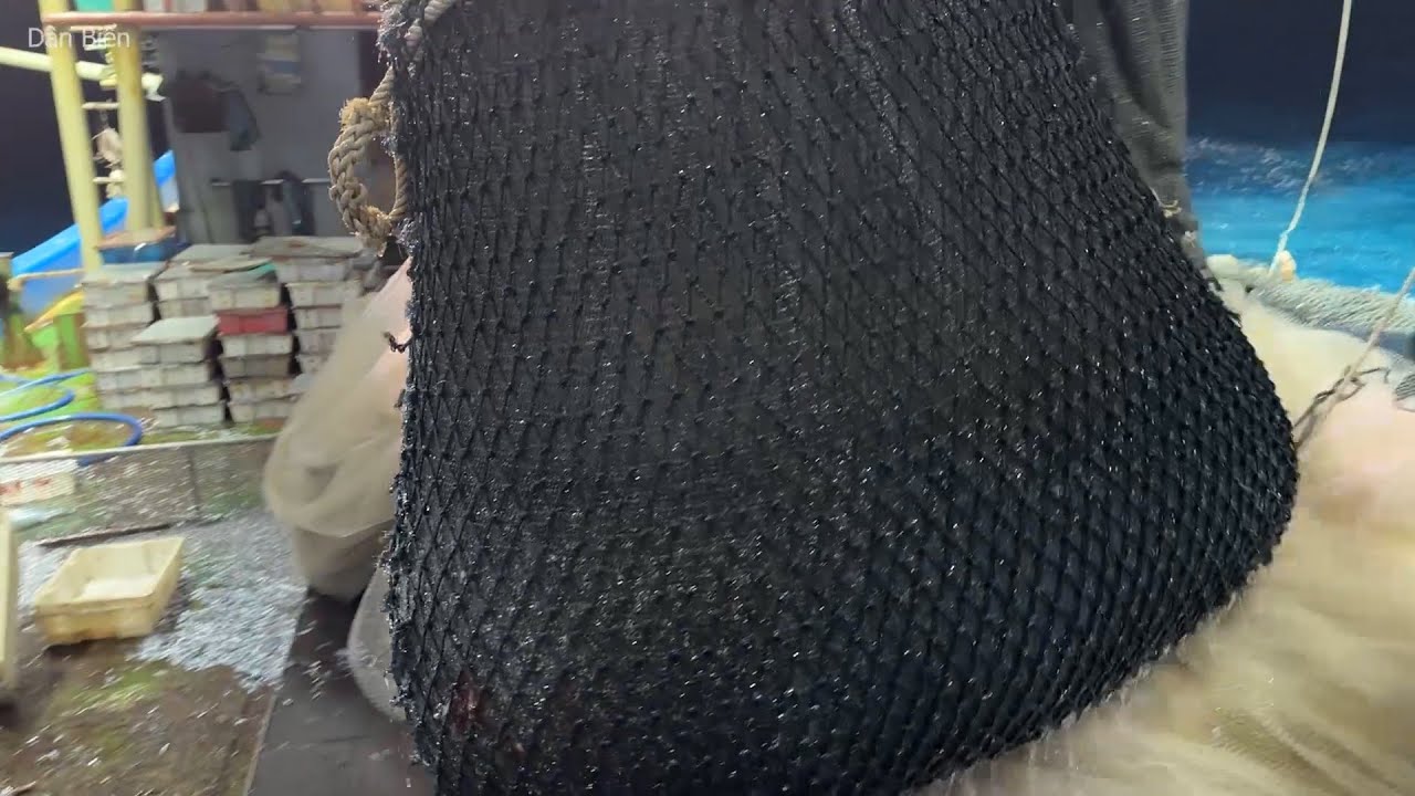 Mành chụp võ thép ngày 7 phát hiện bầy cá lạ và đàn cá ngừ - Dân Biển