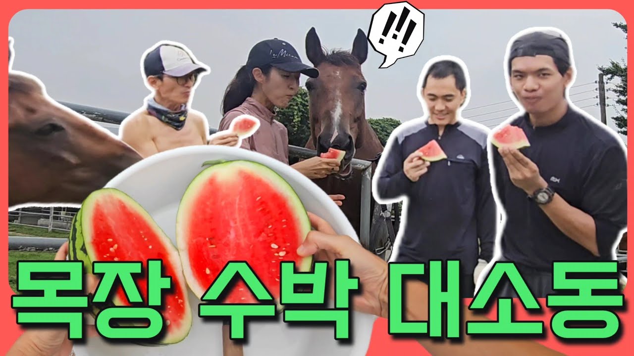 어느 날 말에게 수박을 먹였더니..??? 말목장의 소소하고 즐거운 여름 일상