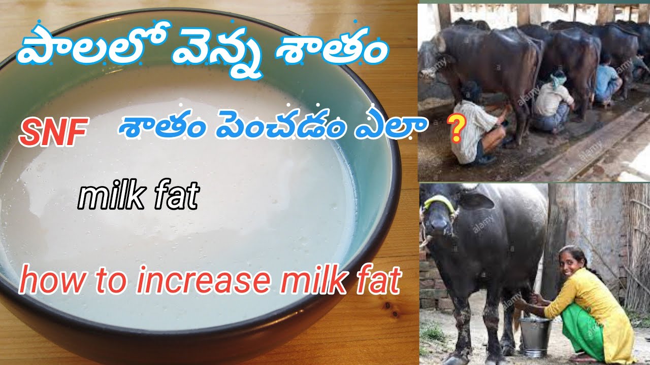 Milk Fat Snf How To Increase Milk milk-fat-snf-how-to-increase-milk