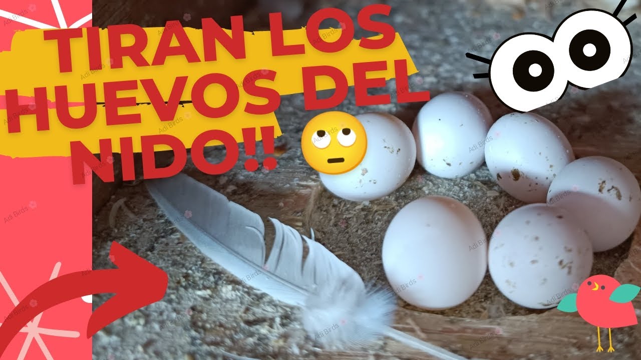 Tiran los huevos del nido 😥/ Periquitos Australianos 🦜/ Huevos de