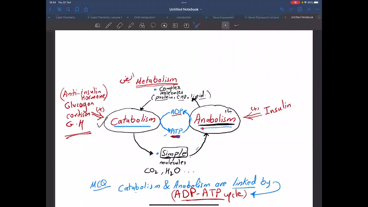 CHO metabolism | د بشير الهادي