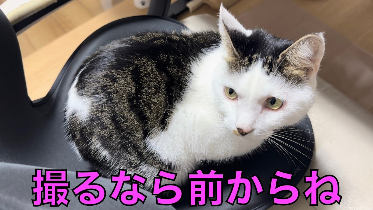 保護猫ナターシャの559日目：いつだって前向きさ