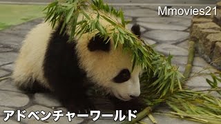 Baby Panda is playful with mother 赤ちゃんパンダ 母とじゃれる