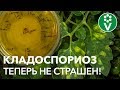 Это ЛУЧШЕЕ СРЕДСТВО ОТ КЛАДОСПОРИОЗА!