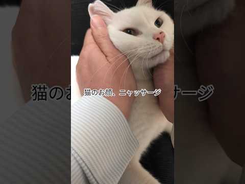 猫にニャッサージ