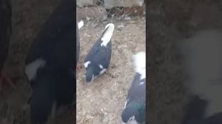 please Subscribe 🙏 #youtubeshorts #shorts #viralvideo #trending #pigeon #pigeonlover #kabutarbazi