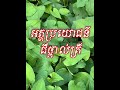 #គុណប្រយោជន៍ជីថ្ពាល់ត្រី​ #naturesvoice #vlog #mybackyardgarden #potato