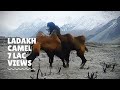 Ladakh Camel || nubra valley ll double humped camels.
