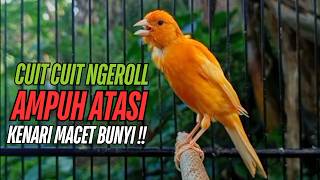 SUARA Kenari GACOR PANJANG Pancingan & masteran Kenari Paud AGAR gacor AMPUH Kenari MACET bunyii