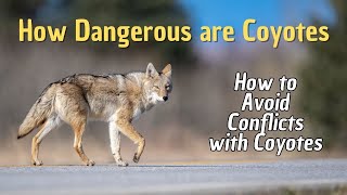 How Dangerous Are Coyotes How To Avoid Conflicts With Coyotes?