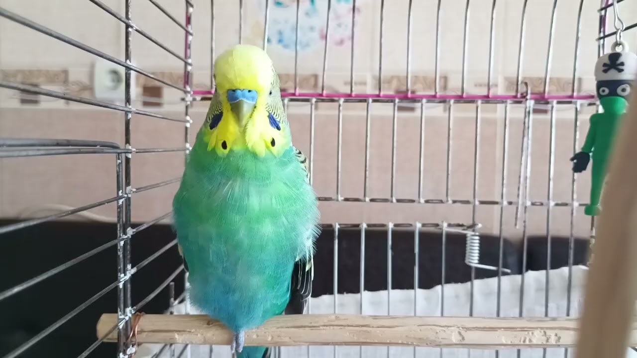 Kuşunuz Mutlu Olsun! 🕊️ 2 Saatlik Doğal Muhabbet Kuşu Cıvıltıları -Evde Kuşunuzun Neşesi