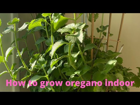 Video: Informācija par oregano audzēšanu iekštelpās